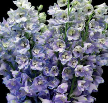 Delphinium Lavender