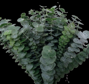 Eucalyptus Baby Blue