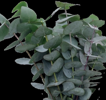 Eucalyptus Silver Dollar