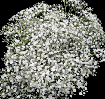 Gypsophyla Grandastic