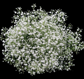 Gypsophyla Xcellence