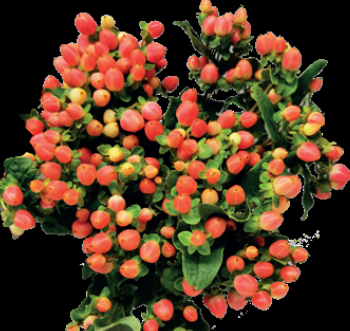 Hypericum Magical Royal Princess