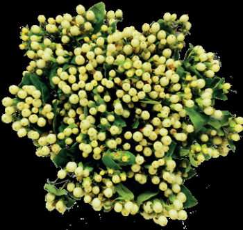 Hypericum Magical Snow Prince