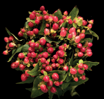 Hypericum Magical Triumph