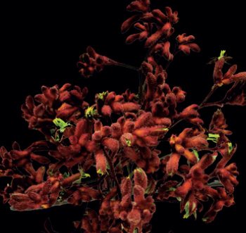 Kangeroo Paw Earl Spring