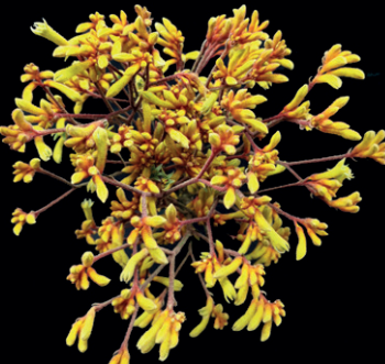 Kangeroo Paw Gold Fever