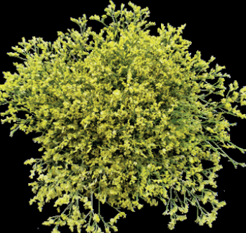 Limonium China Summer