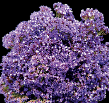 Limonium Perezi