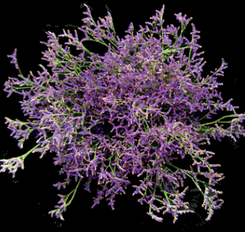 Limonium Safora Dark Blue