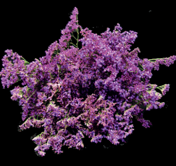 Limonium Shooting Star