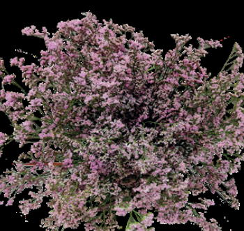 Limonium Silvery Pink
