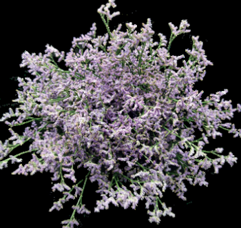 Limonium Sky Light