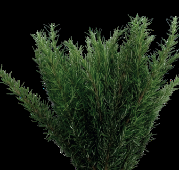 Rosemary