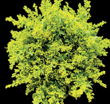 Solidago Golden Glory