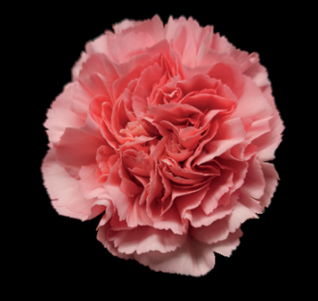 Standard Carnation Cleo