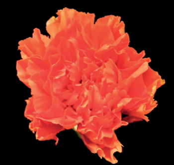 Standard Carnation Hermes Orange