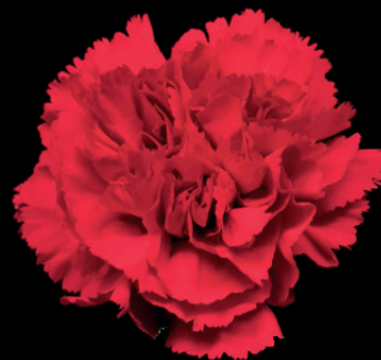 Standard Carnation Ormea