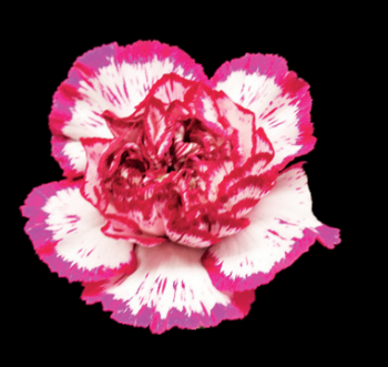 Standard Carnation Baccarat