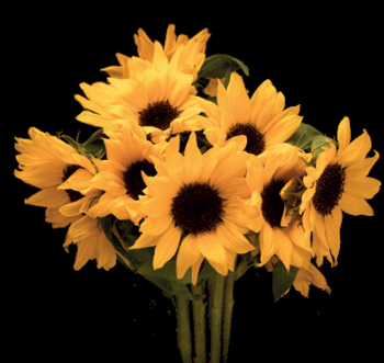 Sunflower Sunrich Gold